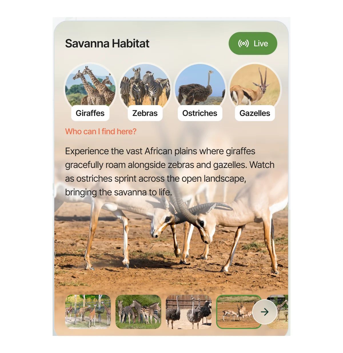 The habitat card: Savanna Habitat with a Live badge, chips for giraffes, zebras, ostriches and gazelles, a description, a large photo and a photo strip